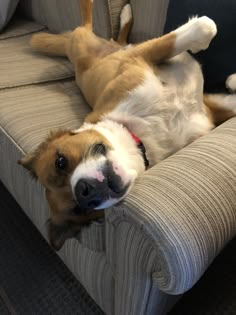 a brown and white dog laying on it's back on top of a couch