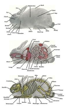 an animal's body and its parts labeled in the diagram above it is a photo of