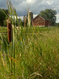 tall grass in front of a red barn and silo on the other side of it