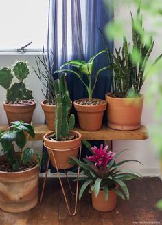 there are many potted plants on the shelf