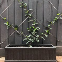 a potted plant in front of a fence with vines growing out of the top