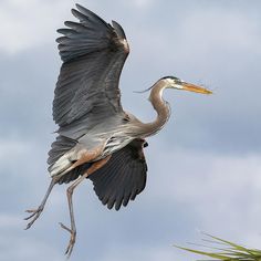 a bird is flying in the air with its wings spread out and it's beak open