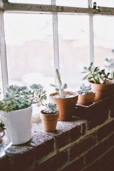 several potted plants sit on a window sill