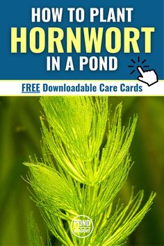 how to plant hornwort in a pond with free printable care cards and instructions