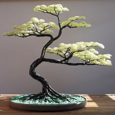 a bonsai tree is displayed on a table