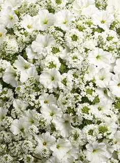 white flowers with green stems in the center and on the bottom right corner, all arranged together