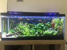 an aquarium with plants and fish in it