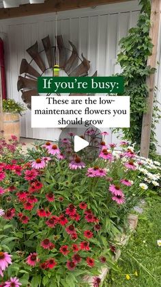 a sign that says if you're busy these are the low maintenance flowers you should grow