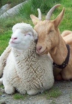 two goats that are sitting next to each other on the ground and one is rubbing its face against another goat's head