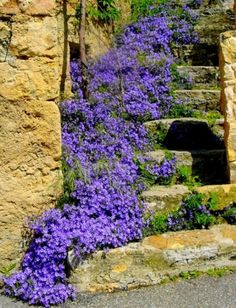 purple flowers are growing on the side of some rocks and stone steps that lead up to an old building