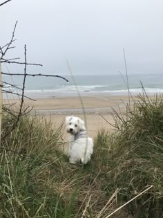 a small white dog sitting on top of a grass covered field next to the ocean