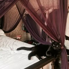 a black cat laying on top of a bed under a purple canopy over it's head