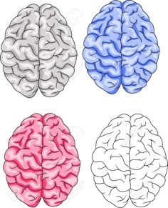 three different colored brain sections on white background stock photo - 957982