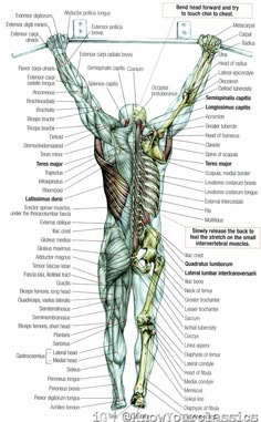 the back view of a man's body with muscles labeled in english and spanish