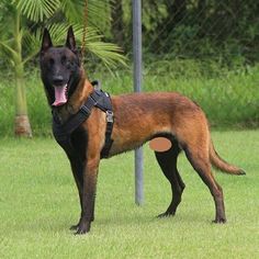 a large brown dog standing on top of a lush green field next to a metal pole