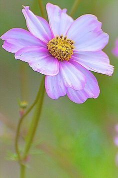 a pink flower with yellow center sitting on top of a green plant