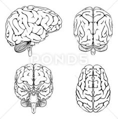 three views of the human brain from different angles stock photo - image 349874