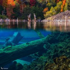 a large log laying in the middle of a lake surrounded by trees with fall colors