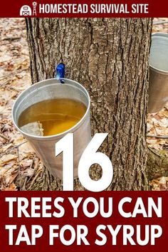 two buckets filled with liquid sitting next to a tree in the woods text reads 16 trees you can tap for syrup