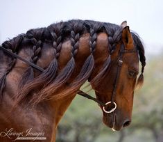 a brown horse with long braids on it's head