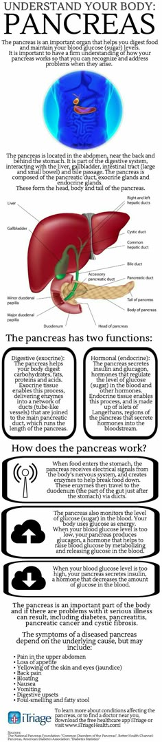 the anatomy of the liver and its functions