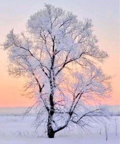 a lone tree in the middle of a snowy field at sunset, with an orange and pink sky behind it