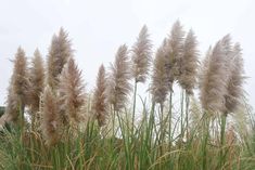 some very pretty looking plants in the grass