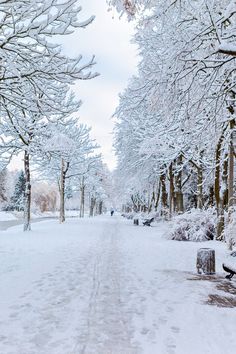 a snow covered park with benches and trees