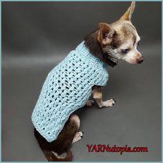 a small dog wearing a blue knitted sweater