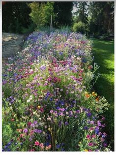 colorful flowers line the side of a long row of grass and trees in the background