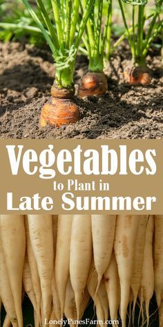 vegetables to plant in late summer