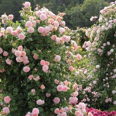 many pink roses are blooming in the garden