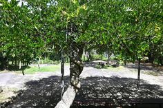 Japanese wisteria tree and legumes on wisteria trellis. Fabaceae deciduous vine. royalty free stock images Wisteria Trellis, Japanese Wisteria, Wisteria Tree, Wisteria, Stock Images Free, Vines, Stock Images