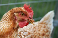 a close up of a chicken near a fence