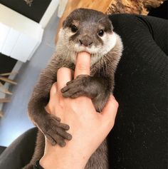 a person is holding an animal in their lap and touching it's nose with his finger