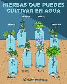 a poster with different types of plants in glass bottles on a wooden table, and the words herbs que puedes cultivar en agua