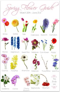 an image of flowers that are in the spring and summer months, including daisies