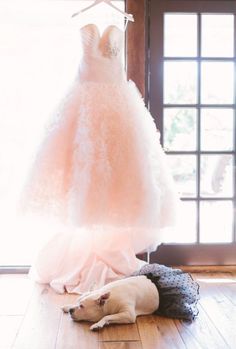 a dog laying on the floor next to a wedding dress