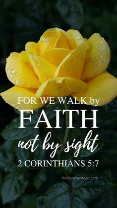 a yellow rose with the words for we walk by faith not by sight, 2 corin