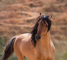 a brown horse is running in the field