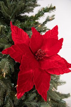 a large red poinsettia sitting on top of a green christmas tree branch