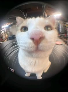 a white cat looking at the camera through a fish eye view lens in a store