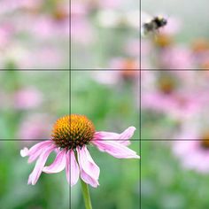 a pink flower with two bees flying over it