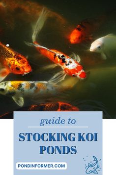 a group of koi fish swimming in a pond with the words guide to stocking ko