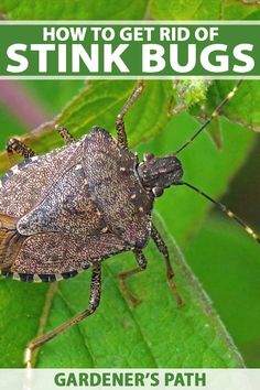 how to get rid of stink bugs by gardener's path, paperback book cover