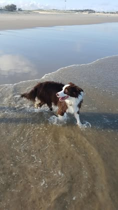 a brown and white dog walking on top of a sandy beach