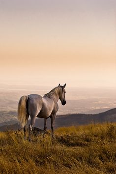 a white horse standing on top of a dry grass covered hill next to a valley