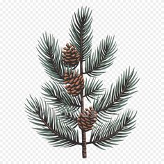 a pine tree branch with cones on it, transparent background png - pine cone clipart