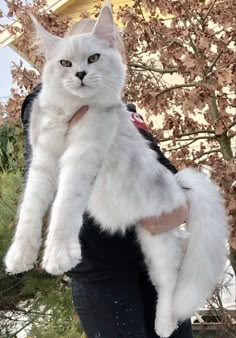 a person holding a white cat in their arms