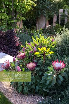 a garden filled with lots of different types of flowers